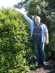 Самшит вічнозелений, Buxus sempervirens, 40 см