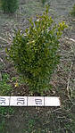 Самшит вічнозелений, Buxus sempervirens, 40 см, фото 5