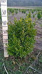 Самшит вічнозелений, Buxus sempervirens, 40 см, фото 4