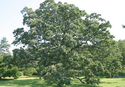 Дуб великоплідний, Quercus macrocarpa, 160 см