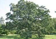 Дуб крупноплодный, Quercus macrocarpa, 160 см