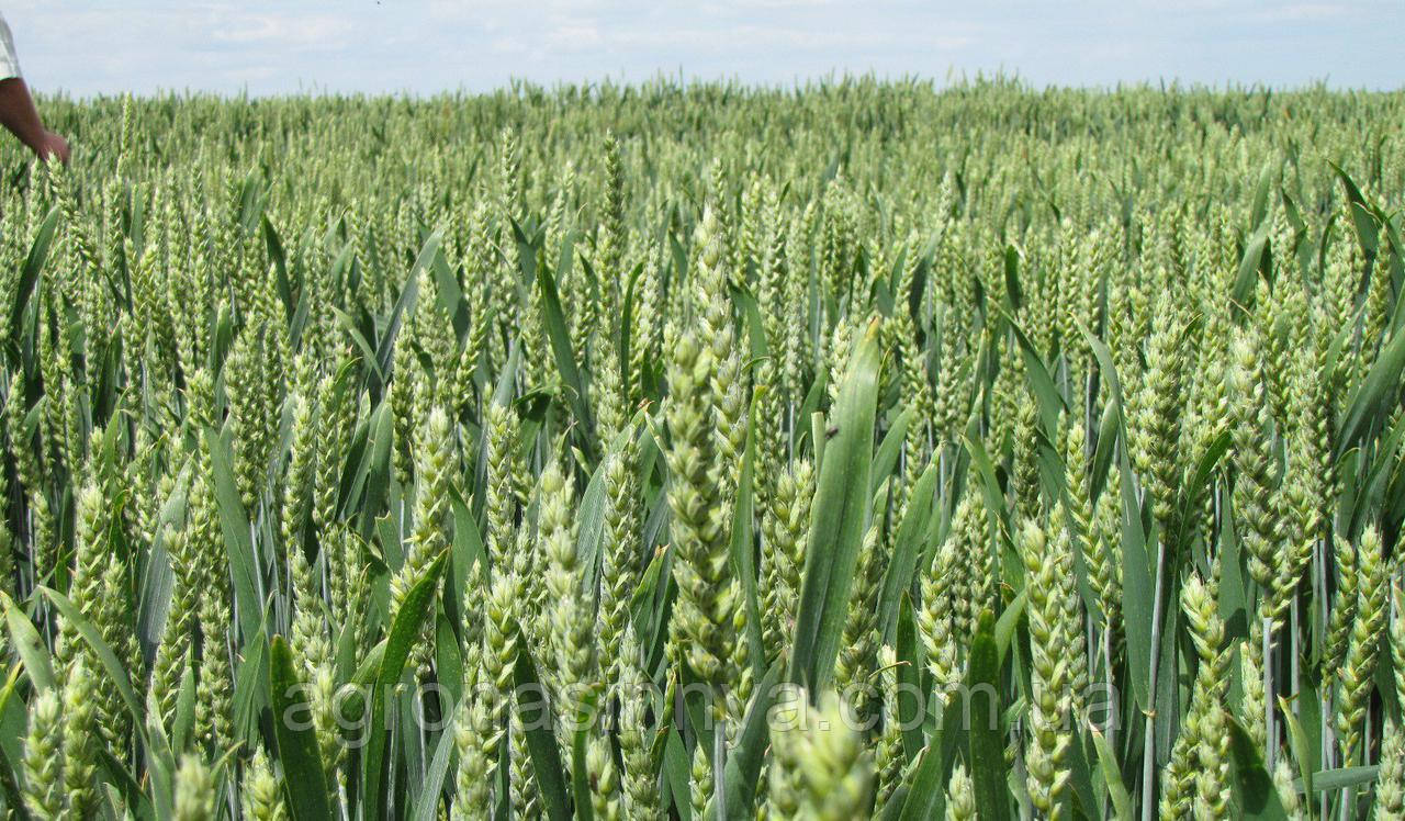 Насіння озимої пшениці Роял, Seed Grain Company