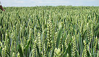 Насіння озимої пшениці Роял, Seed Grain Company