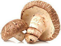 Опис грибів шиітаке: властивості, вирощування, застосування в медицині та кулінарії