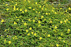 Tribulus Terrestris (90% saponins) Трибулус 100 г, фото 9