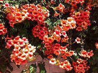 Campsis radicanus, Кампсіс повзучий. Трамбон, 50 см