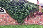 Виноград тригострений, Parthenocissus tricuspidata 'Veitchii', 50 см, фото 5