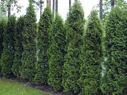 Туя західна Холмструп, Thuja occidentalis 'Holmstrup', 250 см