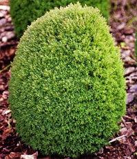 Туя західна Тедді, Thuja occidentalis 'Teddy', 30 см