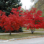 Клен Гінналу, Acer ginnala, 300 см, фото 6