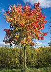 Acer rubrum, Клен червоний 350 см, фото 4