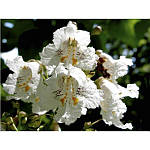 Катальпа північна, Catalpa speciosa, 350 см, фото 11