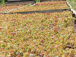 Acer palmatum, Клен японський, 280 см, фото 3