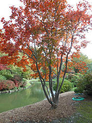 Acer palmatum, Клен японський, 280 см