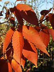 Дзельква японская, Зелкова, Зелькова, Zelkova serrata, дзельква пильчатая, Серый вяз, 350 см, фото 3
