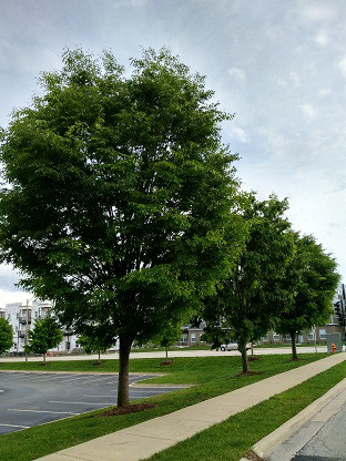 Дзельква японская, Зелкова, Зелькова, Zelkova serrata, дзельква пильчатая, Серый вяз, 350 см