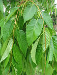 Дзельква японская, Зелкова, Зелькова, Zelkova serrata, дзельква пильчатая, Серый вяз, 350 см, фото 5