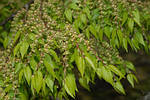 Дзельква японская, Зелкова, Зелькова, Zelkova serrata, дзельква пильчатая, Серый вяз, 350 см, фото 6