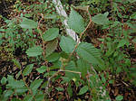 Дзельква японская, Зелкова, Зелькова, Zelkova serrata, дзельква пильчатая, Серый вяз, 350 см, фото 7