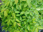 Дзельква японская, Зелкова, Зелькова, Zelkova serrata, дзельква пильчатая, Серый вяз, 350 см, фото 8