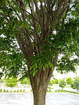 Дзельква японская, Зелкова, Зелькова, Zelkova serrata, дзельква пильчатая, Серый вяз, 350 см, фото 9
