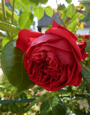 Троянда Ред Еден (Red Eden) Шраб, фото 2