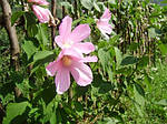 Гібіскус трав'янистий, Гібіскус мускусний, Гібіскус болотний, Hibiscus moscheutos 0см, фото 4