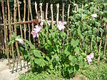 Гібіскус трав'янистий, Гібіскус мускусний, Гібіскус болотний, Hibiscus moscheutos 0см, фото 5