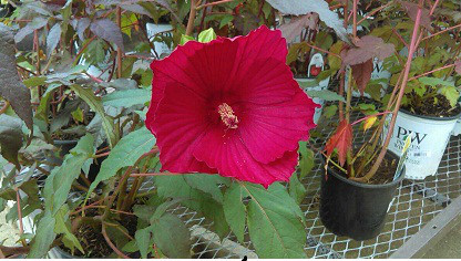 Гібіскус трав'янистий, Гібіскус мускусний, Гібіскус болотний, Hibiscus moscheutos 0см