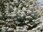 Ялиця одноколірна, Пихта одноцветная, Abies concolor, 100см, фото 4