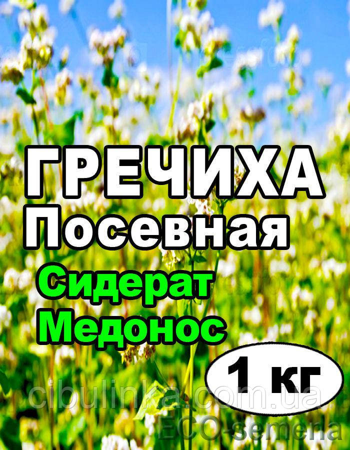 Насіння Греча (Гречка, не очищене), на розвіус, фото 1