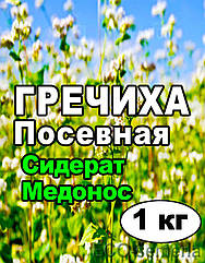 Насіння Греча (Гречка, не очищене), на розвіус