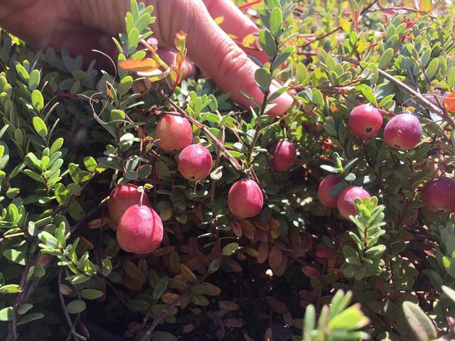 Журавлина, журавлина купити, саджанці журавлини, замовити журавлину, саджанці журавлини, саджанці журавлини украина