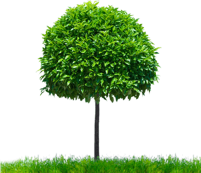 Листяні рослини