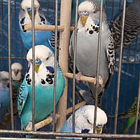 Виставковий хвилястий папуга