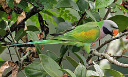 Рожевогрудий кільчастий папуга - ручні викормиші