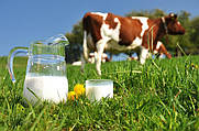 Від чого залежить склад і якість молока?