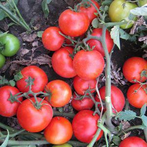 Насіння томату Асвон F1 (10 000 сем. ) Kitano