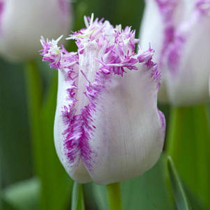 Тюльпан Aria Cards (Аріа Кардс) оторочений 3 цибулини, фото 1