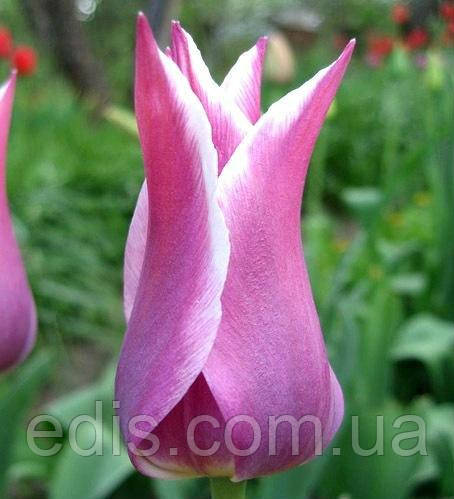 Тюльпан лілієвидний Ballade (Балада) 3 цибулини