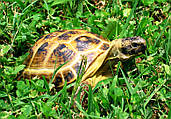 Середньоазіатська черепаха