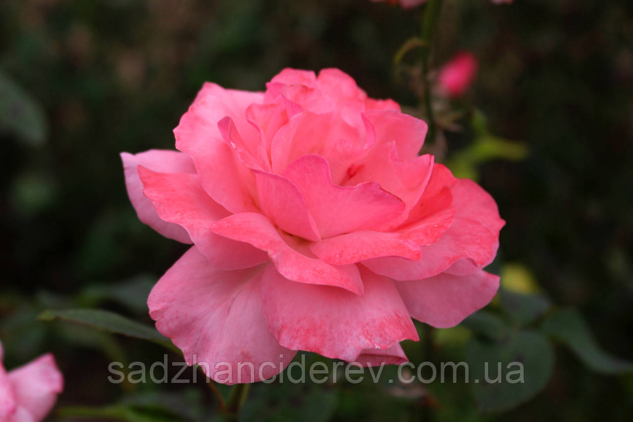 Саджанці троянд Queen Elizabeth (Queen of England, The Queen Elizabeth Rose)