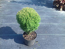 Туя западная "Teddi" С2 20-30см (Thuja occidentalis Teddy)