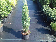 Кипарисовик Элвудс Голд (Ellwood's Gold) C2