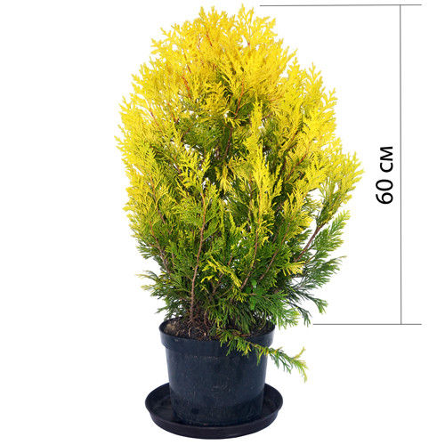 Туя складчаста Форева Голді / Thuja plicata Forever Goldy