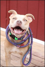 Нашийник з паракорда "Подвійна кобра "