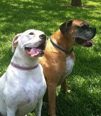 Ошейник из паракорда "Кобра"