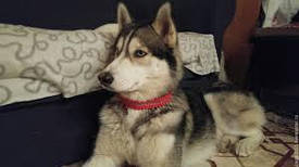 Ошейник из паракорда "Колчан"