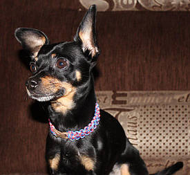 Ошейник из паракорда "Кобра"