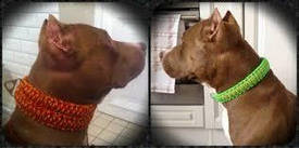 Ошейник из паракорда "Сдвоенная Кобра"